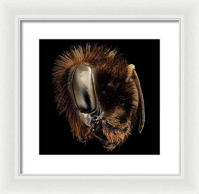 Bombus Affinis / Art Photo - Framed Print