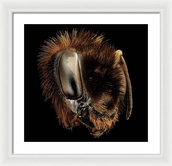 Bombus Affinis / Art Photo - Framed Print