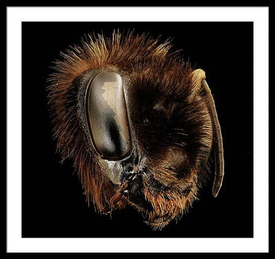 Bombus Affinis / Art Photo - Framed Print