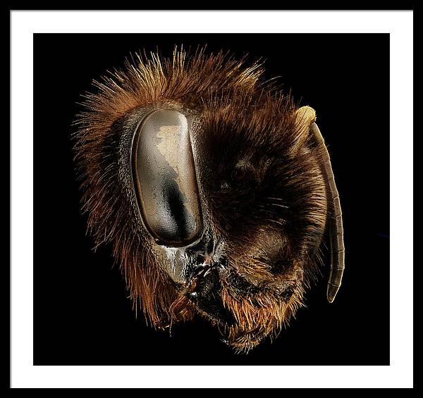 Bombus Affinis / Art Photo - Framed Print