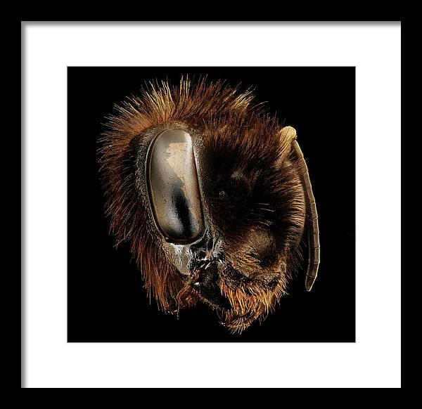 Bombus Affinis / Art Photo - Framed Print