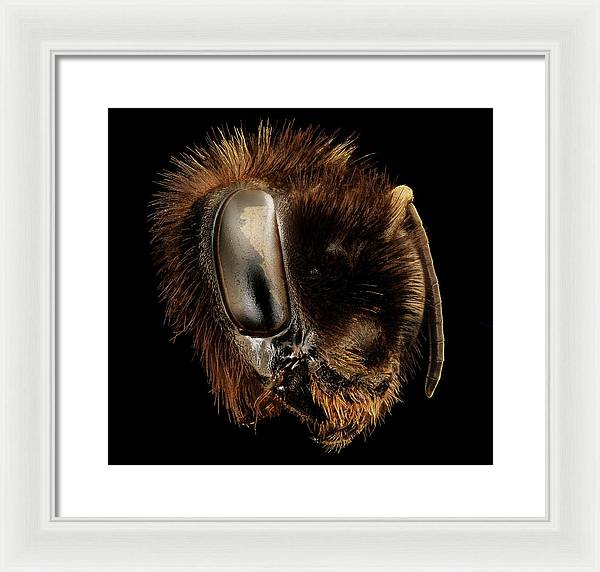 Bombus Affinis / Art Photo - Framed Print