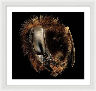 Bombus Affinis / Art Photo - Framed Print