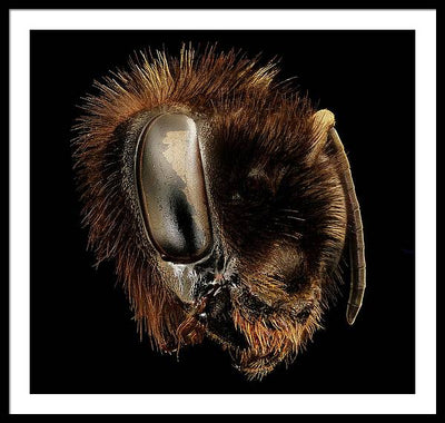 Bombus Affinis / Art Photo - Framed Print