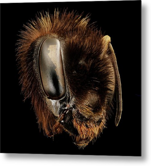 Bombus Affinis / Art Photo - Metal Print