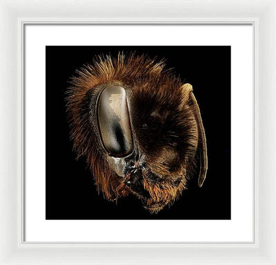 Bombus Affinis / Art Photo - Framed Print