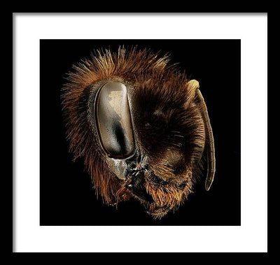 Bombus Affinis / Art Photo - Framed Print