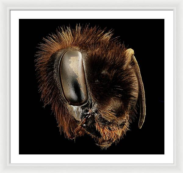 Bombus Affinis / Art Photo - Framed Print