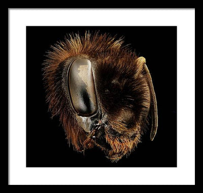 Bombus Affinis / Art Photo - Framed Print