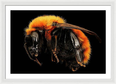 Bombus Dahlbomii / Art Photo - Framed Print