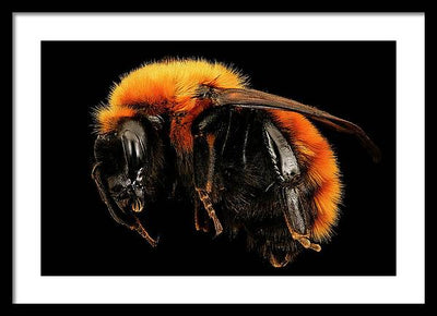 Bombus Dahlbomii / Art Photo - Framed Print