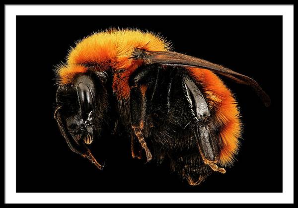 Bombus Dahlbomii / Art Photo - Framed Print