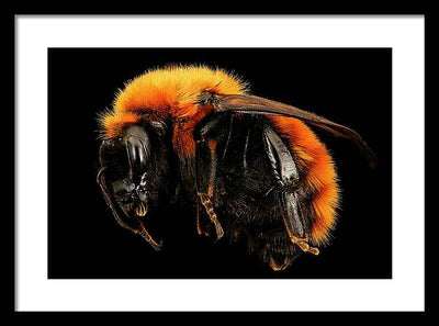 Bombus Dahlbomii / Art Photo - Framed Print