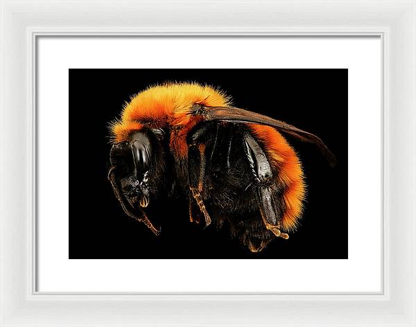 Bombus Dahlbomii / Art Photo - Framed Print