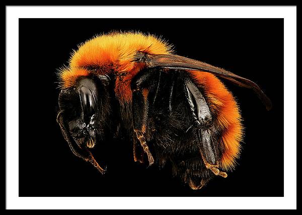 Bombus Dahlbomii / Art Photo - Framed Print