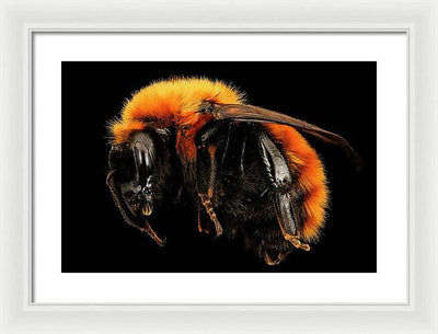 Bombus Dahlbomii / Art Photo - Framed Print