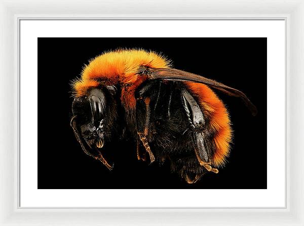 Bombus Dahlbomii / Art Photo - Framed Print