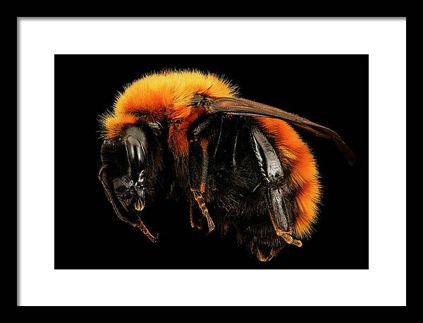 Bombus Dahlbomii / Art Photo - Framed Print