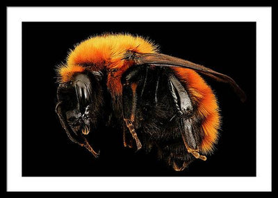 Bombus Dahlbomii / Art Photo - Framed Print