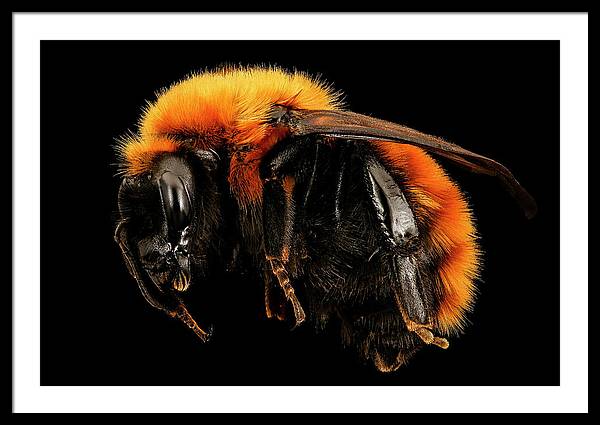 Bombus Dahlbomii / Art Photo - Framed Print