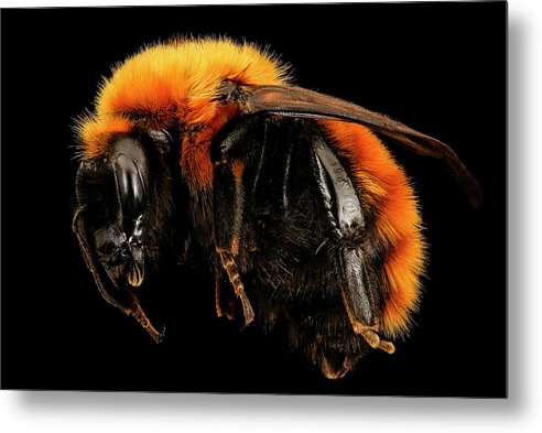 Bombus Dahlbomii / Art Photo - Metal Print