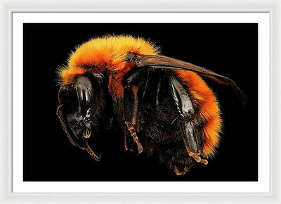 Bombus Dahlbomii / Art Photo - Framed Print