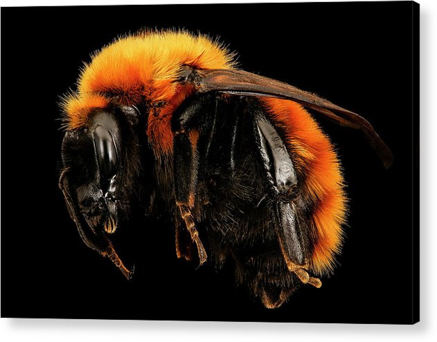 Bombus Dahlbomii / Art Photo - Acrylic Print