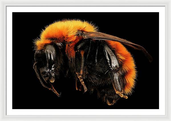 Bombus Dahlbomii / Art Photo - Framed Print