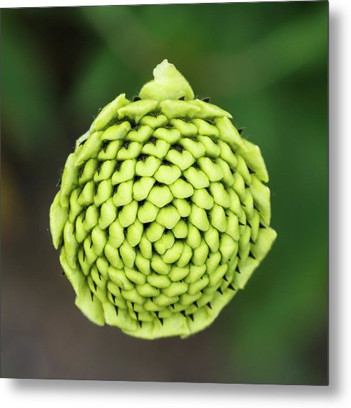 Bud Cephalaria Dipsacoides / Art Photo - Metal Print