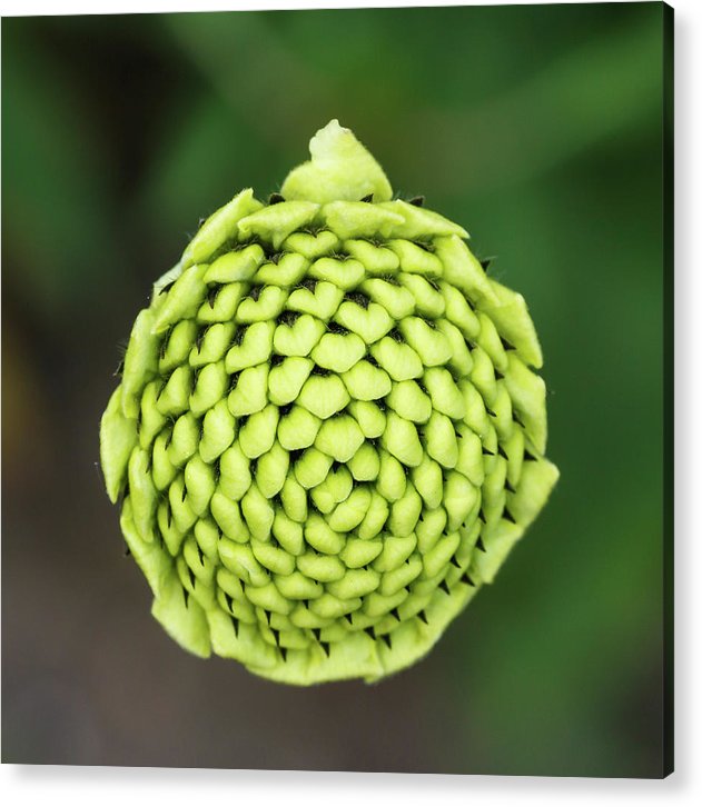 Bud Cephalaria Dipsacoides / Art Photo - Acrylic Print