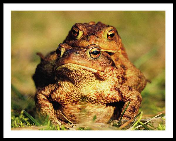 Bufo Bufo - I love You / Me Too / Art Photo - Framed Print