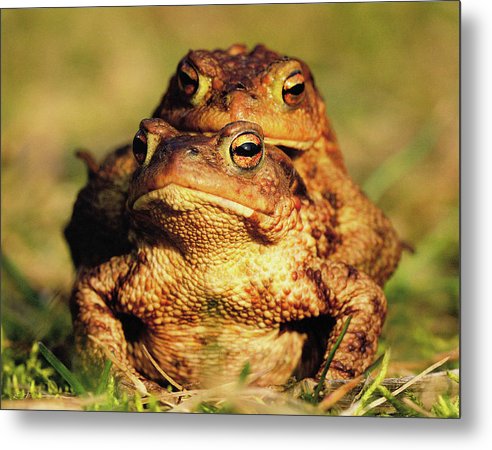 Bufo Bufo - I love You / Me Too / Art Photo - Metal Print