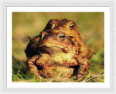 Bufo Bufo - I love You / Me Too / Art Photo - Framed Print