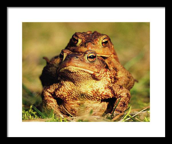 Bufo Bufo - I love You / Me Too / Art Photo - Framed Print