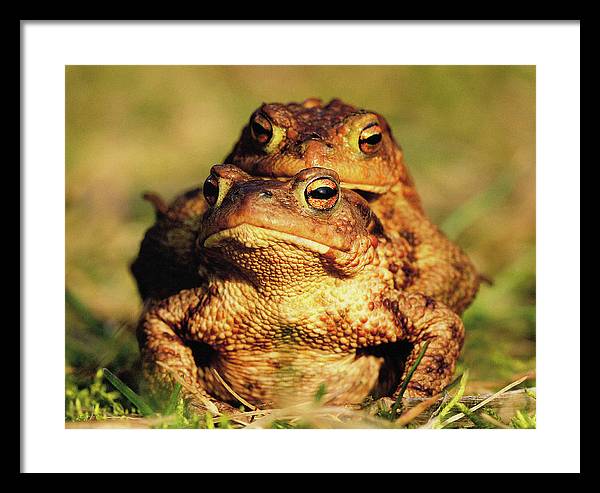 Bufo Bufo - I love You / Me Too / Art Photo - Framed Print