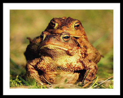 Bufo Bufo - I love You / Me Too / Art Photo - Framed Print