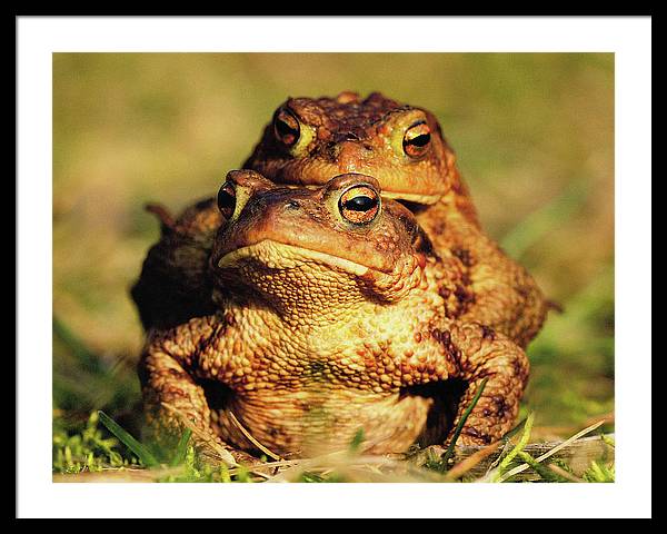 Bufo Bufo - I love You / Me Too / Art Photo - Framed Print