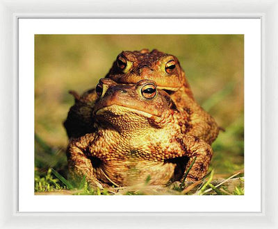 Bufo Bufo - I love You / Me Too / Art Photo - Framed Print