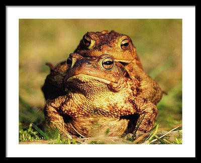 Bufo Bufo - I love You / Me Too / Art Photo - Framed Print