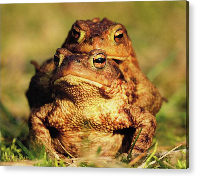 Bufo Bufo - I love You / Me Too / Art Photo - Acrylic Print