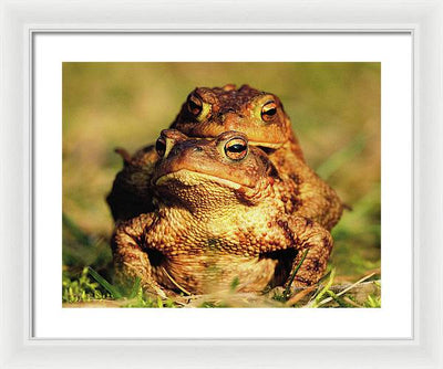 Bufo Bufo - I love You / Me Too / Art Photo - Framed Print