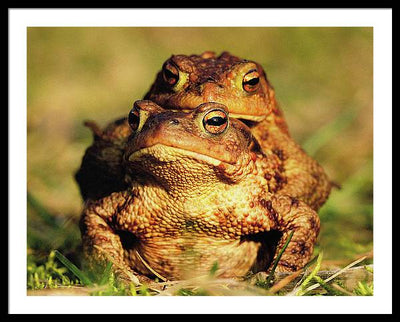 Bufo Bufo - I love You / Me Too / Art Photo - Framed Print