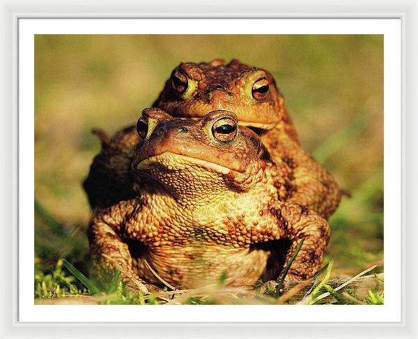 Bufo Bufo - I love You / Me Too / Art Photo - Framed Print