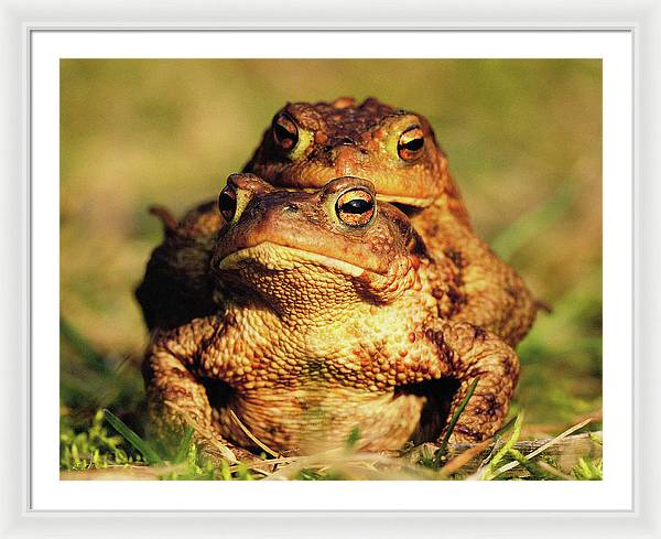 Bufo Bufo - I love You / Me Too / Art Photo - Framed Print