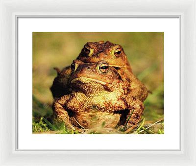 Bufo Bufo - I love You / Me Too / Art Photo - Framed Print