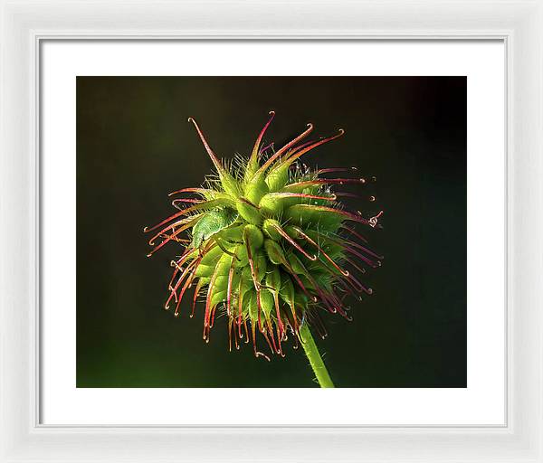 Bug on the Fruiting Body of a Carnation Root Flower / Art Photo - Framed Print