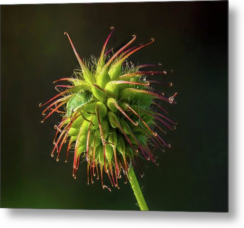 Bug on the Fruiting Body of a Carnation Root Flower / Art Photo - Metal Print