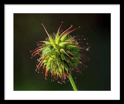 Bug on the Fruiting Body of a Carnation Root Flower / Art Photo - Framed Print