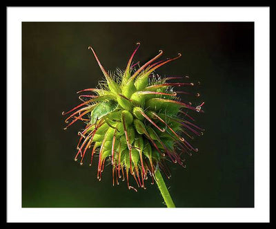 Bug on the Fruiting Body of a Carnation Root Flower / Art Photo - Framed Print