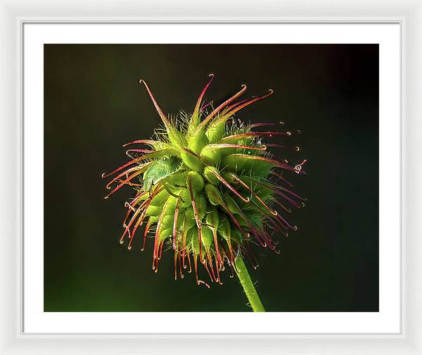 Bug on the Fruiting Body of a Carnation Root Flower / Art Photo - Framed Print